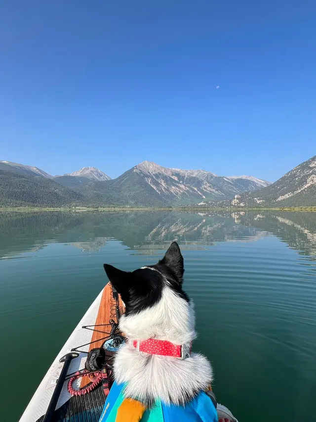 Photo of Archie the border collie in his red collar and life jacket at the front of a paddleboard on a calm Colorado mountain lake