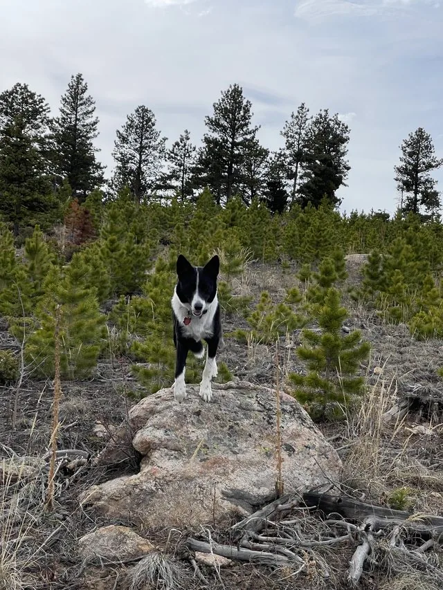Photo of Archie the border collie standing on a boulder among young pine trees