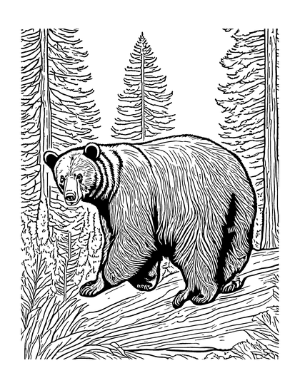 Page: Black Bear
