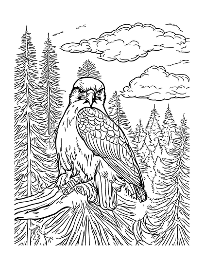 Coloring page Red-tailed Hawk: a detailed line drawing from Colorado Critters & Adventures for adults