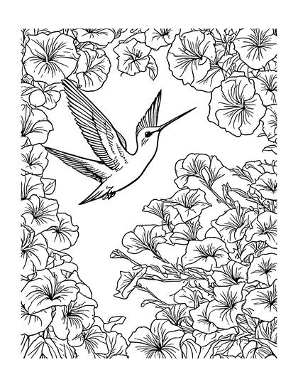 Coloring page Hummingbird: a detailed line drawing from Colorado Critters & Adventures for adults