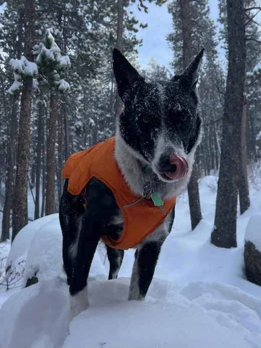 Photo of Archie in his orange jacket in deep snow